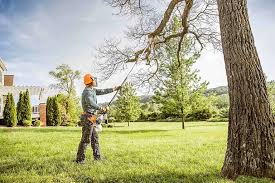 How Our Tree Care Process Works  in  Kissee Mills, MO