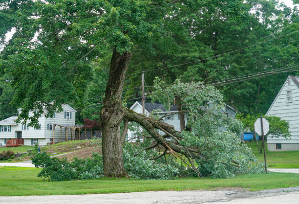 Best Leaf Removal  in Kissee Mills, MO